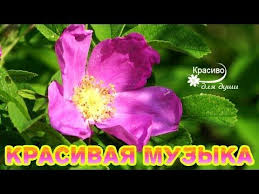 эту музыку можно слушать вечно самая красивая музыка на свете 12 Etu Muzyku Mozhno Slushat Vechno Potryasayushaya Samaya Krasivaya Muzyka Na Svete Youtube Muzyka Mirovaya Muzyka Meditacionnaya Muzyka