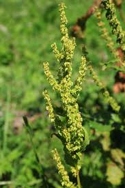 Image result for Rumex ruwenzoriensis