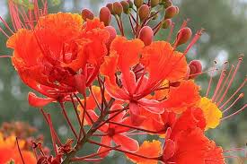 Image result for Caesalpinia rostrata