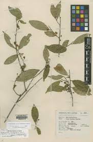 Image result for Balthasaria schliebenii