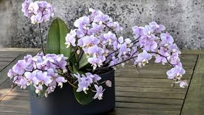 Wer jedoch ganz sichergehen will, kann sie mittels einer abdeckung aus trockenem laub und vlies oder noppenfolie schützen. Orchideen Im Winter Richtig Pflegen Ndr De Ratgeber Garten Zimmerpflanzen