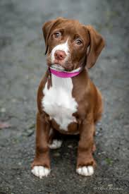 Pitbull Lab Mix Black And Brown Puppy By Tony Ruibal 500px Lab Mix Puppies Pitbull Lab Mix Pitbull Lab