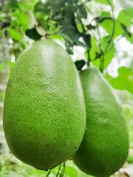 Image result for lamon.