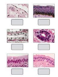 label epithelial tissue diagram quizlet flashcards daily routines