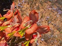 Image result for Gladiolus unguiculatus