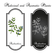 Image result for Acokanthera schimperi