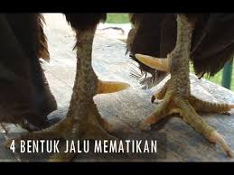 We did not find results for: Bentuk Jalu Ayam Bangkok Yang Paling Ditakuti Para Master By Alin