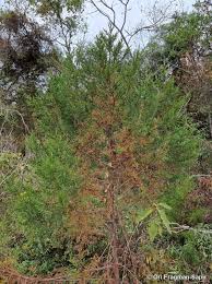 Image result for Juniperus procera
