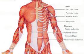 Pectoralis Major And Minor External And Internal Oblique Transverse Abdominis Intercostals Serratus Ante Muscles Of Facial Expression Muscle Muscle Anatomy