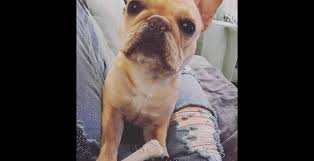 We maintain a small hobby program and breed for quality, rather than quantity. Smith The Family Of Lucy The French Bulldog Still Hopes For A Happy Ending