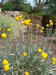 How To Grow Craspedia Globosa Google Search Backyard Plants Australian Native Garden Native Garden