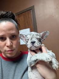 This pint sized cutie is Squeaker. She is a three month old Cavapoo puppy.  She is somehow only 2.2 pounds. She was surrendered due to havinf an open  fontenelle aka a soft