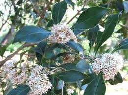 Image result for Pleurostylia capensis