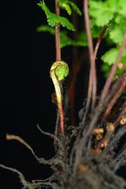 Image result for Aleuritopteris welwitschii