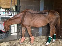 Maybe you would like to learn more about one of these? Equine Rescue Of Aiken Update On Chrome He Is Doing Much Better He Eats Up All Of His Mash Food And Soaked Alfalfa Cubes Every Meal He Is Starting To Shed