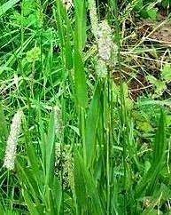 1 Lb Timothy Grass Seed Deer Plot Seed Goat Pasture Grow Pet Treats Hay Seeds Grow Animals Types Of Goats Dairy Cows