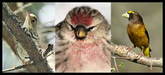 Nova Scotia Bird With Red On Back Of Head Garden And Backyard Birds Novascotianature Com