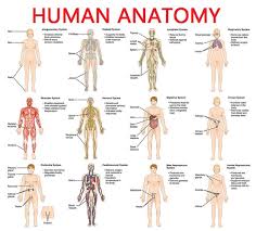 Photographed and edited by emily wilson. Diagram Anatomical Diagram Of Full Body Full Version Hd Quality Full Body Phdiagram Scanomontiferro It
