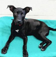 Paws atlanta has a limited amount of space for homeless cats and dogs at our shelter, and there are many more than we can house needing rescue. Pearl Small Spayed Female Retriever Labrador Mix Hi My Name Is Pearl I Was Previously Altered And Ready To Go Home With You T Custom Dog Dog Adoption Dogs