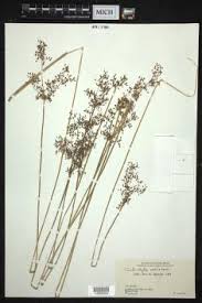 Image result for Fimbristylis aphylla