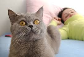 كيف تتغلب على مواء القطط في المساء بوابة الشروق نسخة الموبايل