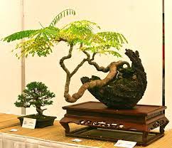 Care Guide For The Flame Tree Bonsai Tree Delonix Regia Flame Tree Delonix Regia Bonsai Tree Care