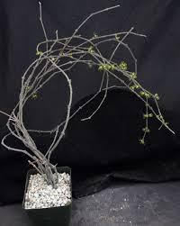 Image result for Cynanchum