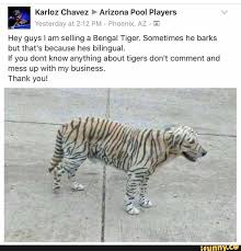 Tiger Dog Funny Pictures Funny Puns Daily Funny