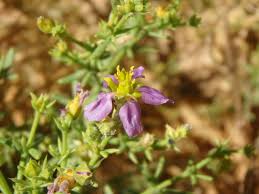 Image result for Fagonia isotricha