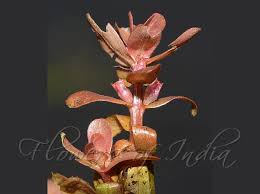 Image result for Rotala tenella