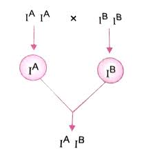 I think they said ab negative for her, but i was rather out of it at the. A Child Has Blood Group O If The Father Has Blood Group A And Mother Blood Group B Work Out The Genotypes Of The Parents And The Possible Genotypes Of The Other