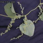 Image result for Cissampelos mucronata