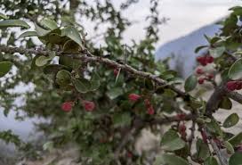 Image result for Gymnosporia arbutifolia