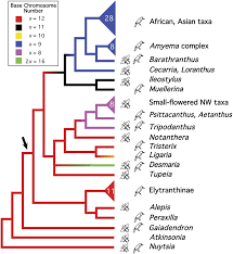 Image result for Phragmanthera crassicaulis