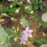 Image result for Dinophora spenneroides