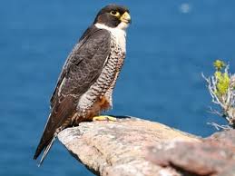 If a mudflat full of shorebirds and ducks suddenly erupts from the. Peregrine Falcon Identification All About Birds Cornell Lab Of Ornithology