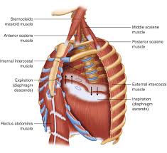 The chest wall, like other regional anatomy, is a remarkable fusion of form and function. Chest Wall Anatomy Springerlink
