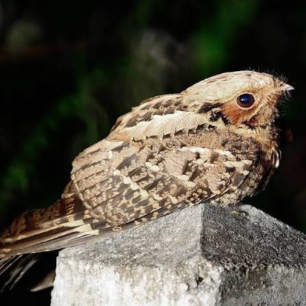 Montane nightjar This are nocturnal birds found in Kenya who sing their melodious song at dusk to usher in the night. They feed on moths and other large insects. #nature #wildlife #birds #