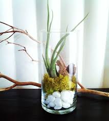 Use A Glass Cylinder Vase To Make A Stunning Display With Rocks Moss And An Air Plant Plant In Glass Air Plants Plants