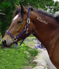 Widest selection of essential equine supplies at affordable prices Livestock Branding Is Still Done In This Modern Day Ramona Ca Patch