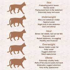 Cat Weight Chart Cat Weight Chart Cats Cat Health Care
