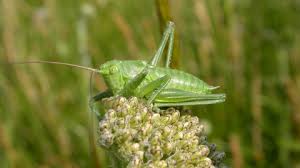 Field crickets eat a diet of animal remains and plant matter. Great Green Bush Cricket The Wildlife Trusts