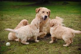 Irish golden retriever goldendoodle goldendoodle, mini gordon setter great dane great pyrenees greater swiss mountain dog greyhound harrier havamalt havana silk dogs havanese havapoo hovawart hunt terrier huskypoo. Maple Ridge Breeders Overwhelmed As Demand For Dogs Skyrocket Maple Ridge News