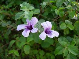 Image result for Dyschoriste thunbergiiflora