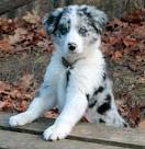 Border Collies for Sale | Dogs on Oodle Classifieds
