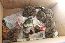 Sie sind 4mm dick und sehr robust und langlebig. Baby Igel Alarm Gelber Hund Und Freunde E V