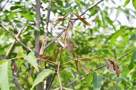 アオダモ 庭木図鑑 植木ペディア