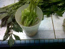 Manfaat untuk obat, daun ketumbar minyak atsiri mengandung senyawa antibakteri dan dapat digunakan sebagai fungsida. Inilah Cara Tanam Daun Sup Dan Ketumbar Dari Akar Betul Betul Tumbuh Elok