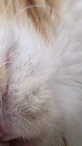 What Are These Black Things In My Cats Chin Theyre Like Fine Black Hairs But Not Actually Hairs She Has Been Checked For Fleas And Gi Cats Pet Health Animals