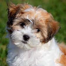 7 Facts About Shichon Teddy Bear Puppies Greenfield Puppies Shichon Puppies Teddy Bear Puppies Greenfield Puppies